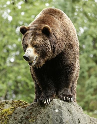 Last remaining grizzly bear at Little Rock Zoo dies