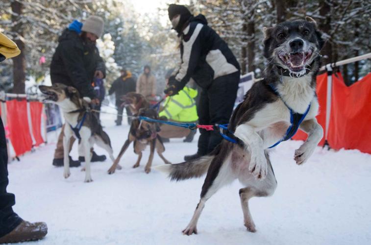 Photos Sled dog race in Cle Elum News Photos