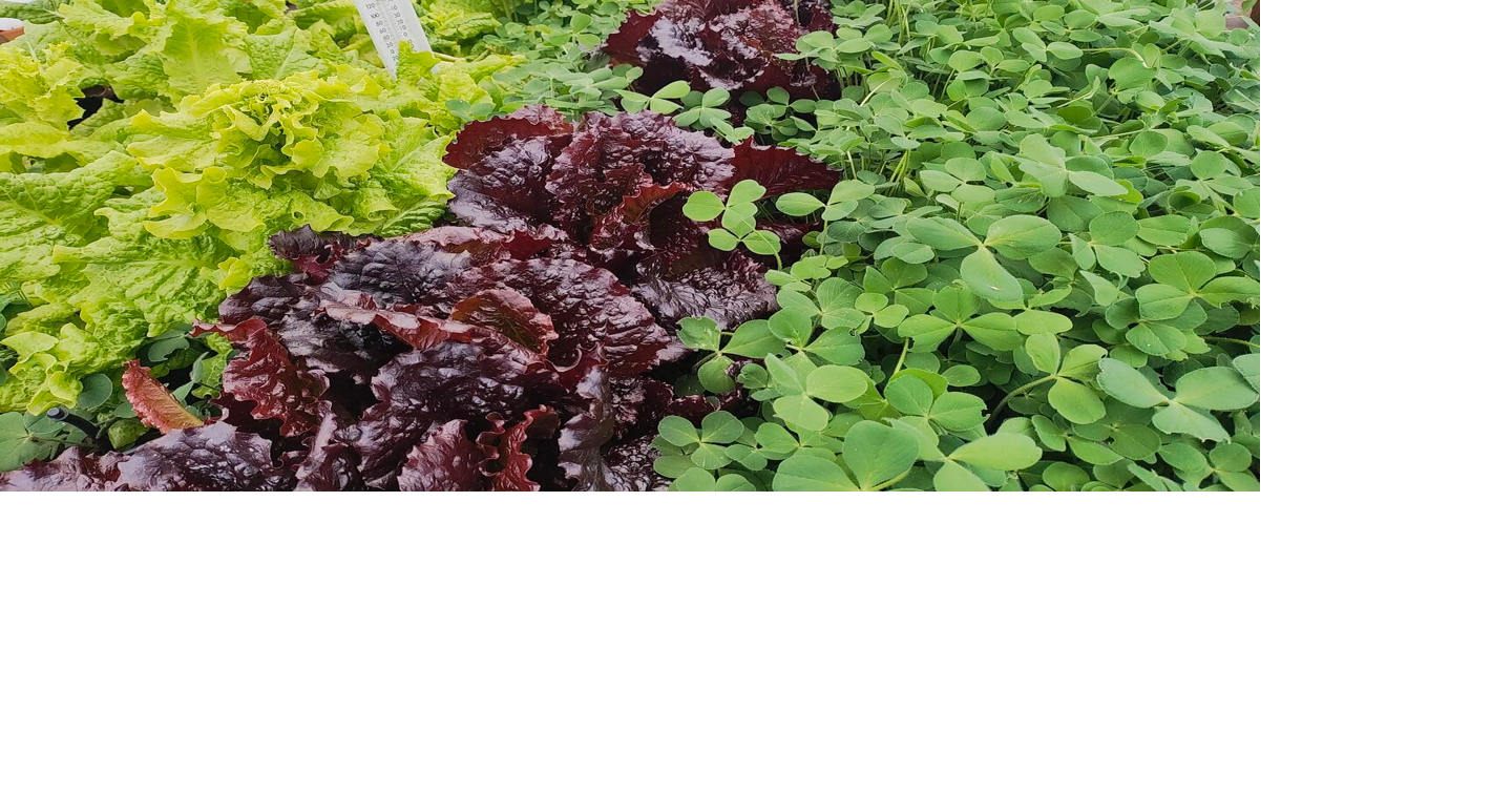 Master Gardeners: Planting time Is not just one day for healthy harvests