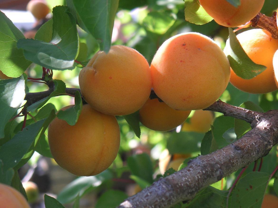Washington apricot production dropped by half due to last winter’s late cold snap Local