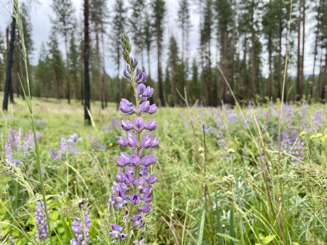 Lupine