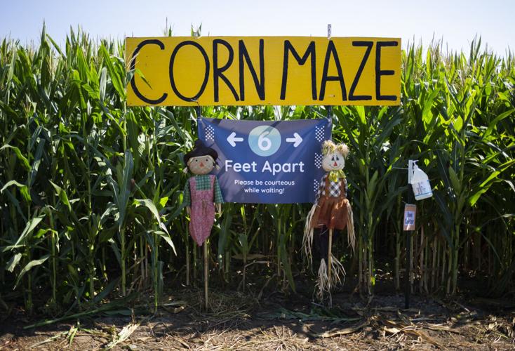 Done right, pumpkin patches and corn mazes offer safe fall fun