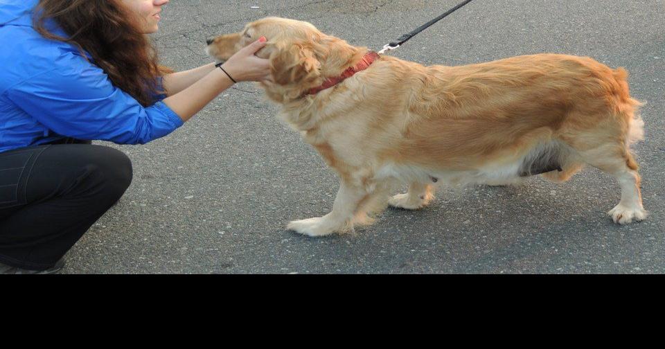 Pawsitive Alliance receives grant to help pet owners in