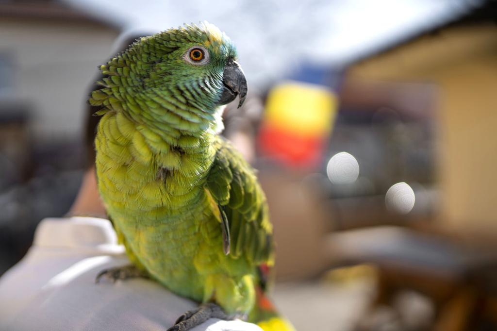 What to know about having a bird as a pet | Magazine