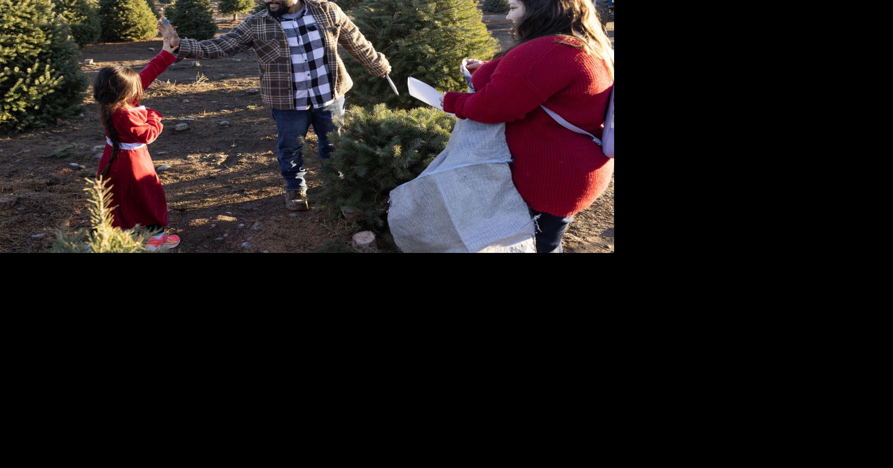 Christmas tree options abound in the Yakima Valley from cutyourown to