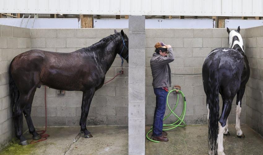 For livestock owners in WA floods, evacuating is extra complicated