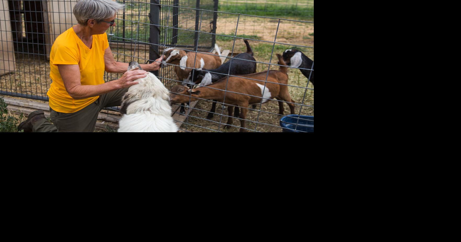 What to do this weekend in the Yakima Valley Pokémon Night, Norteño