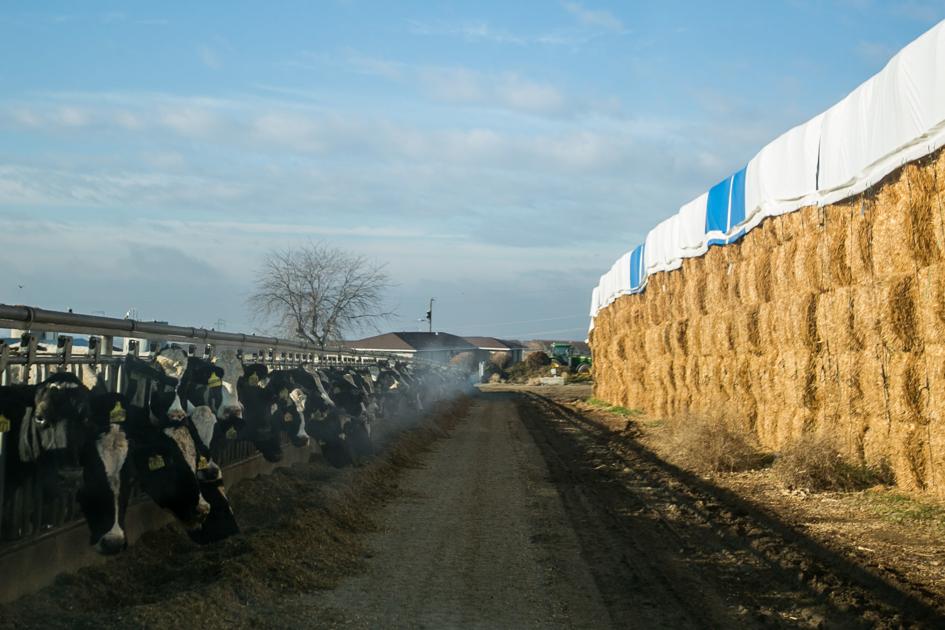 Environmental groups, dairy farms often at odds in the Yakima Valley - Yakima Herald-Republic