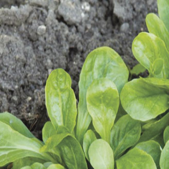 How to Grow Mache (Corn Salad): Spring's First Green - FineGardening