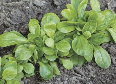Mache: This green can help beat winter gardening blues, Home And Garden