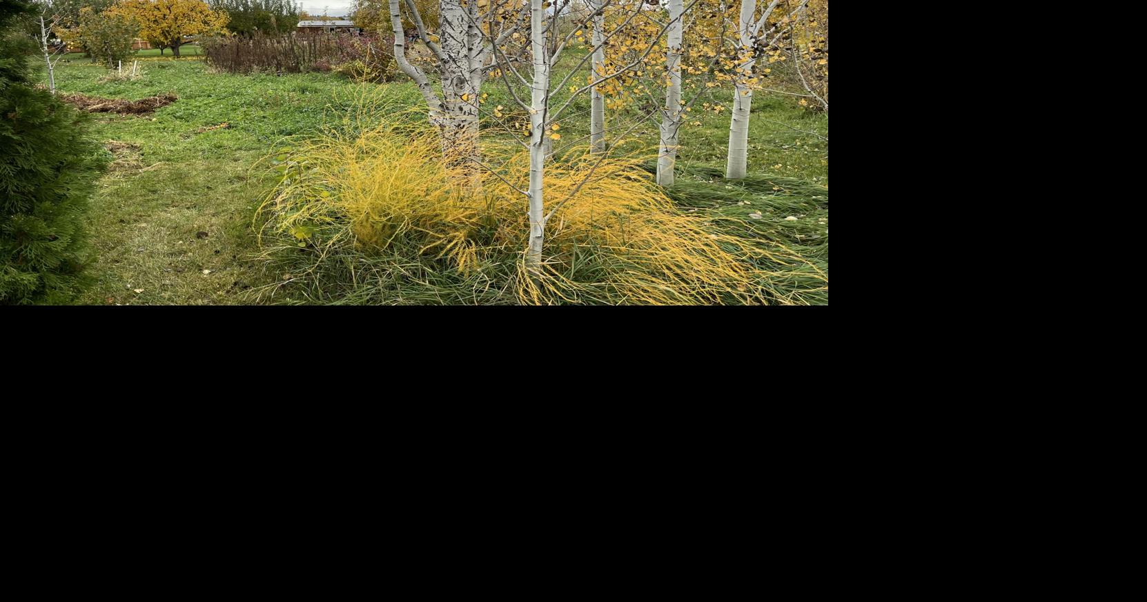 Yakima County Master Gardeners: Fall is the time to plan for next year’s butterflies and moths