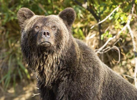 Grizzly population a bear of an issue | Outdoors and Recreation ...