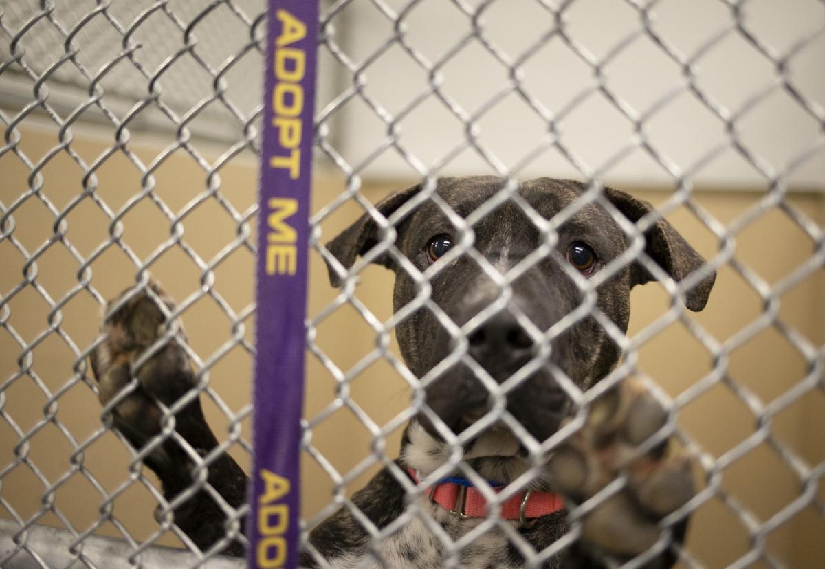 one year after pit bull ban lifted