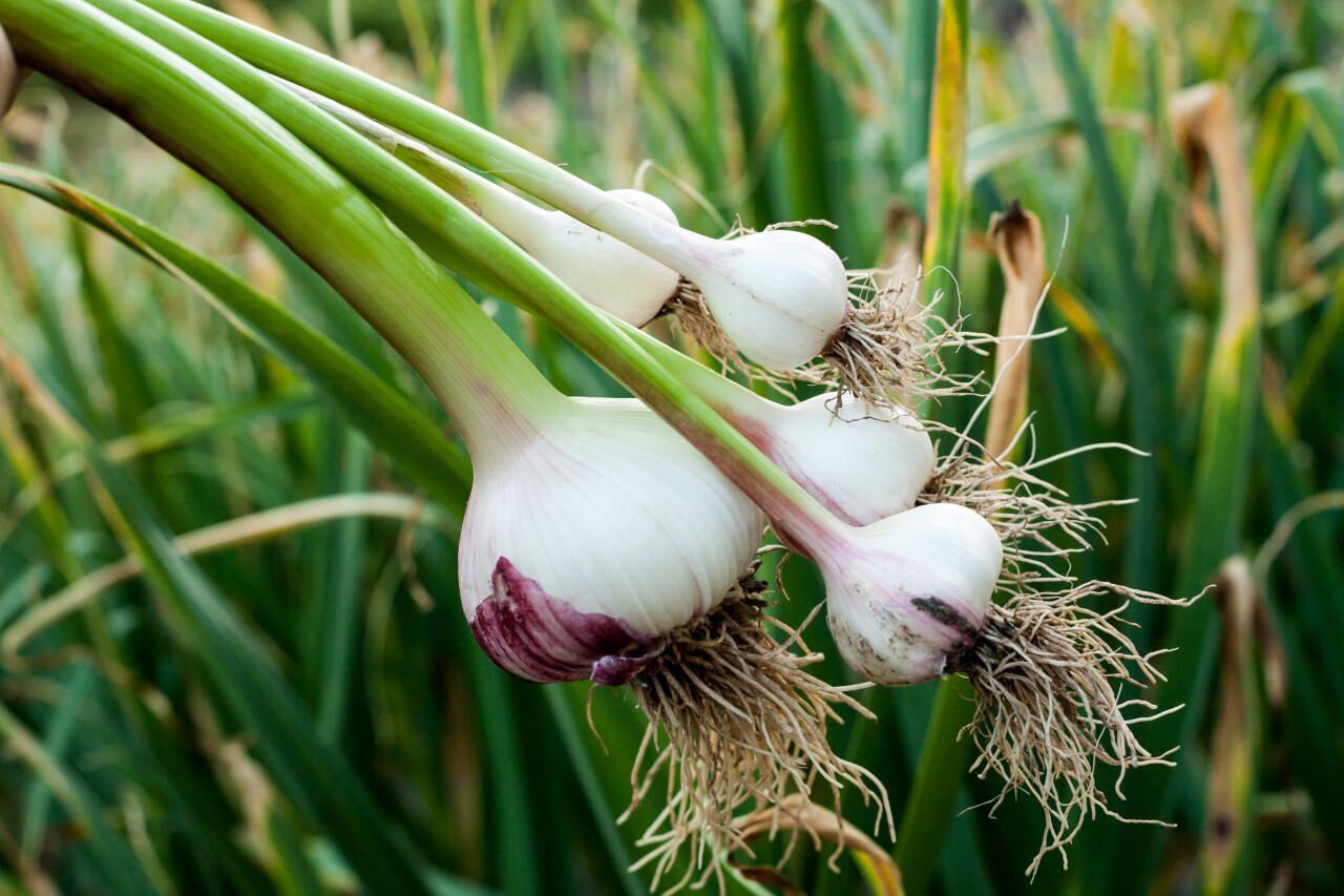 Ask a Local Master Gardener: The tasty world of garlic