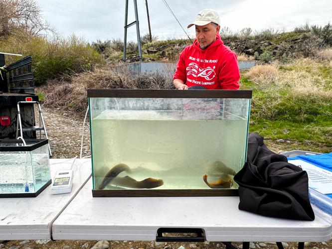 Wiggling Pacific lamprey get help with Yakima River journey | Explore ...