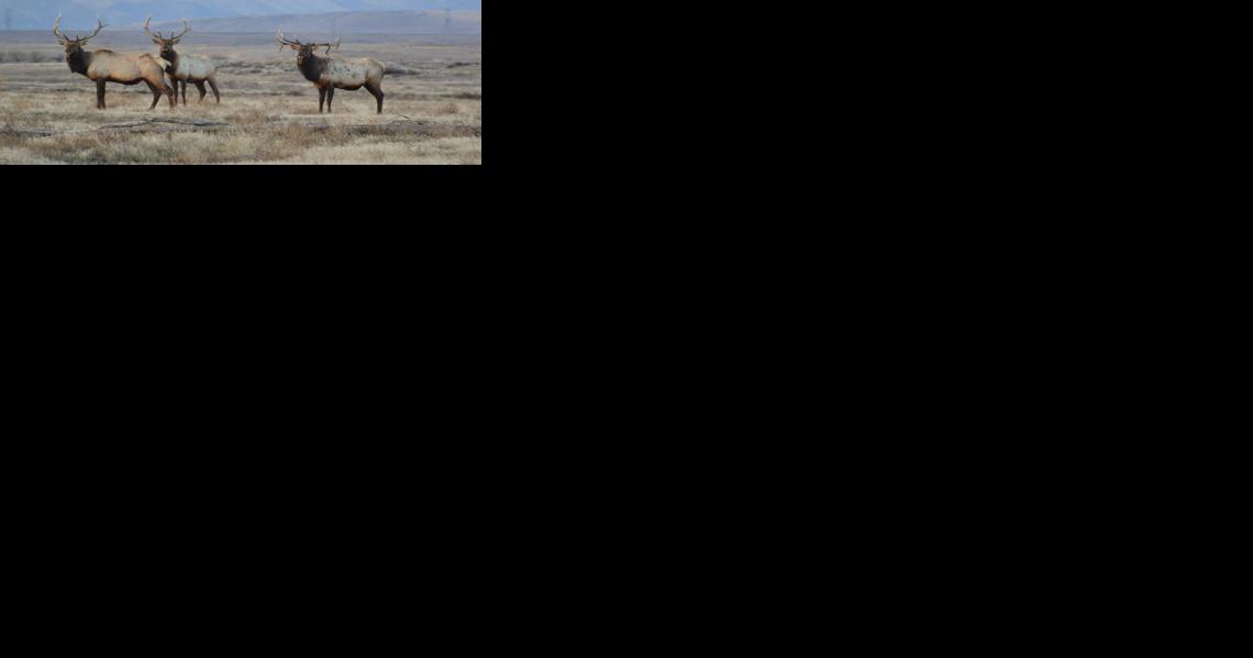 Yakama Nation to have first ceremonial elk hunt on Rattlesnake Mountain in 80 years - Vimarsana News