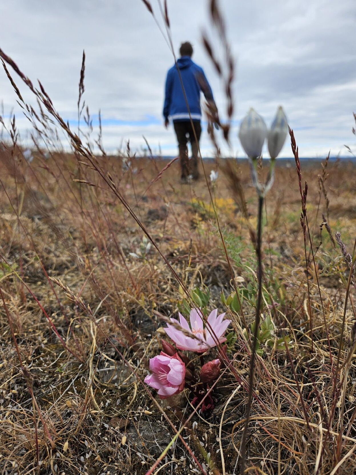 Wandering Central Washington: As tough as a flower | Explore Yakima |  yakimaherald.com