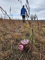 Wandering Central Washington: As tough as a flower