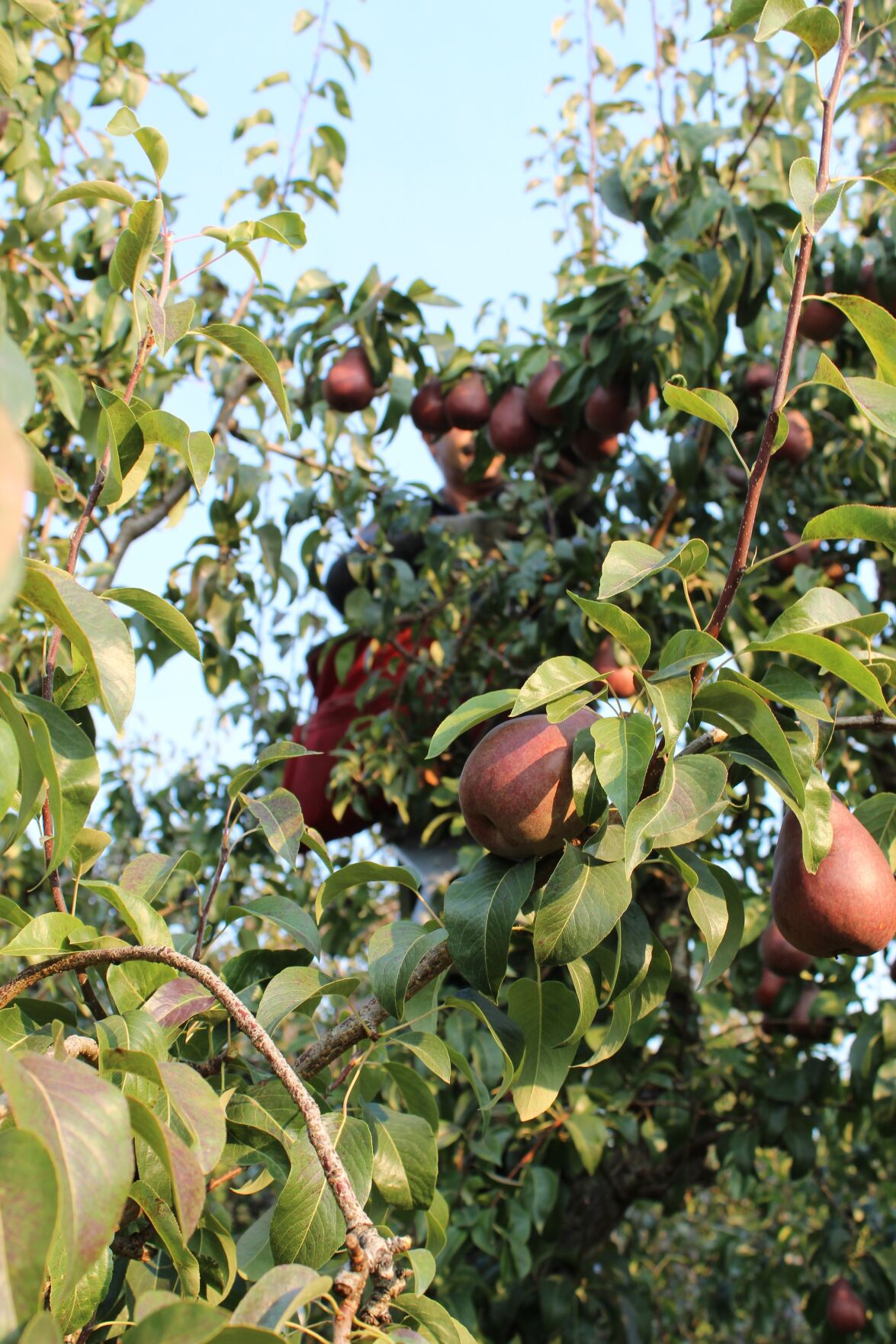 Bartlett Pears - Organic Bartlett Pears - Washington Pear Growers