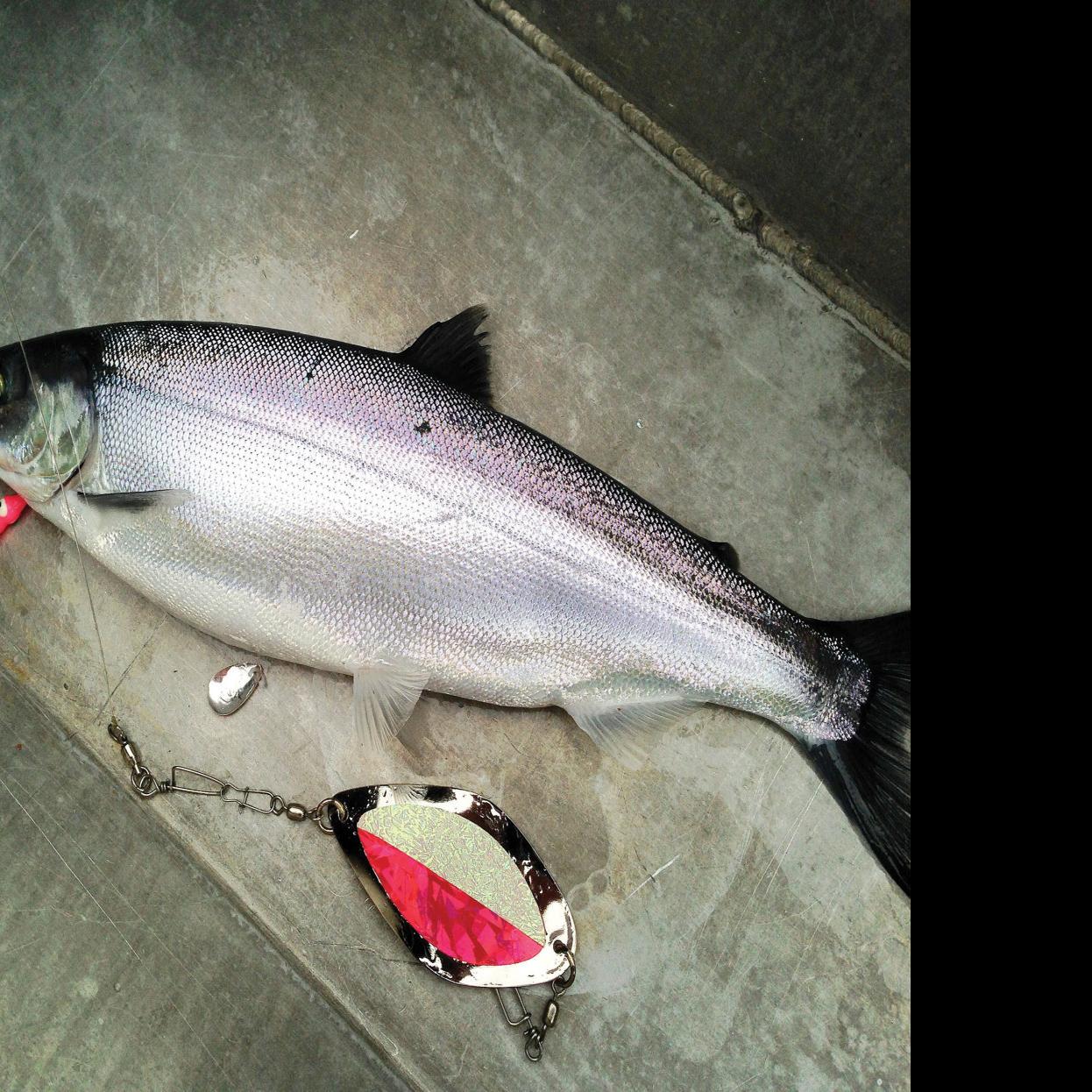 Rob Phillips Column Fish Still Biting In Lake Chelan And So Was Jack Frost Outdoors And Recreation Yakimaherald Com