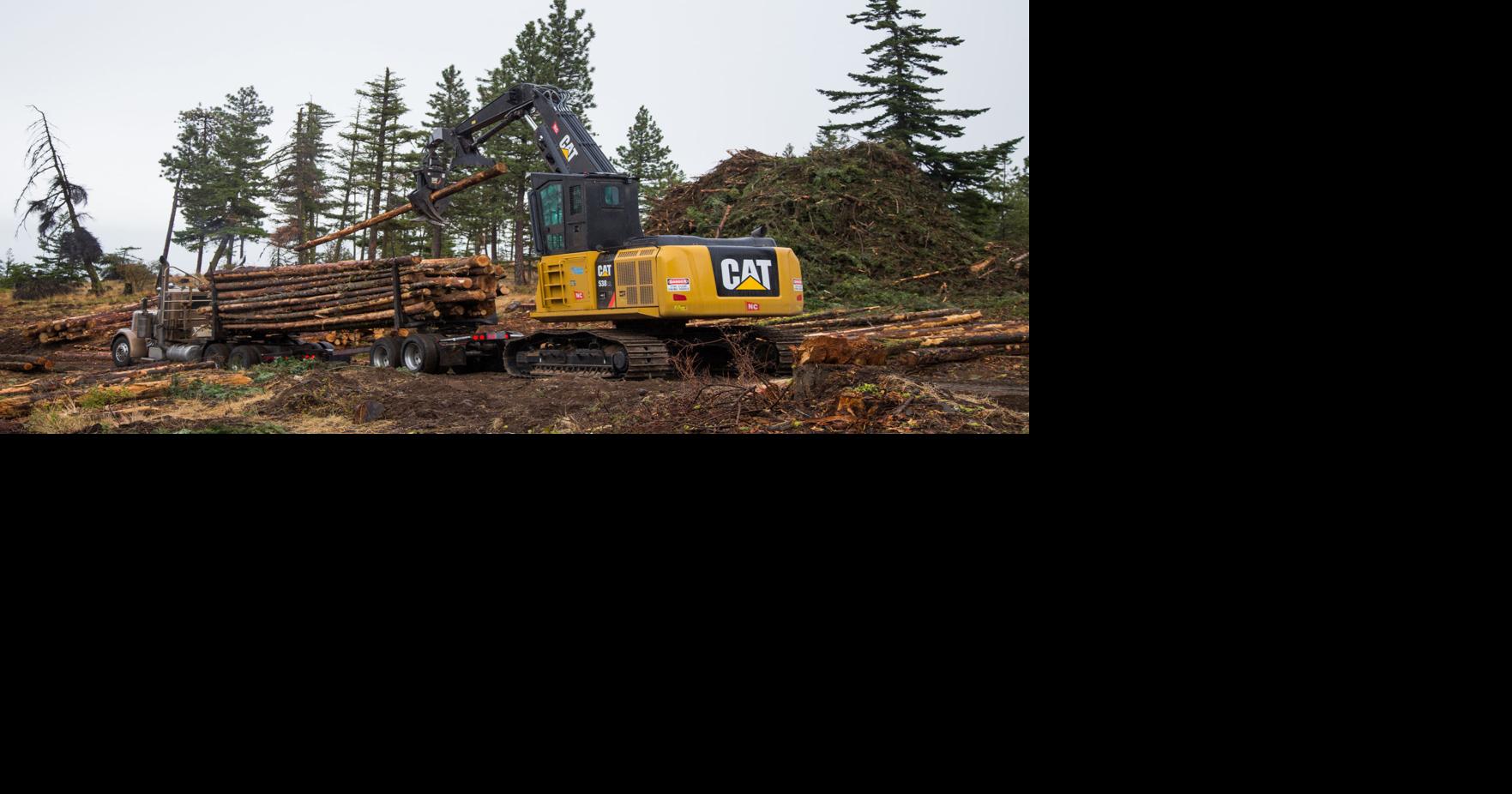 Fixing the forest: Thinning projects should improve areas for wildlife ...