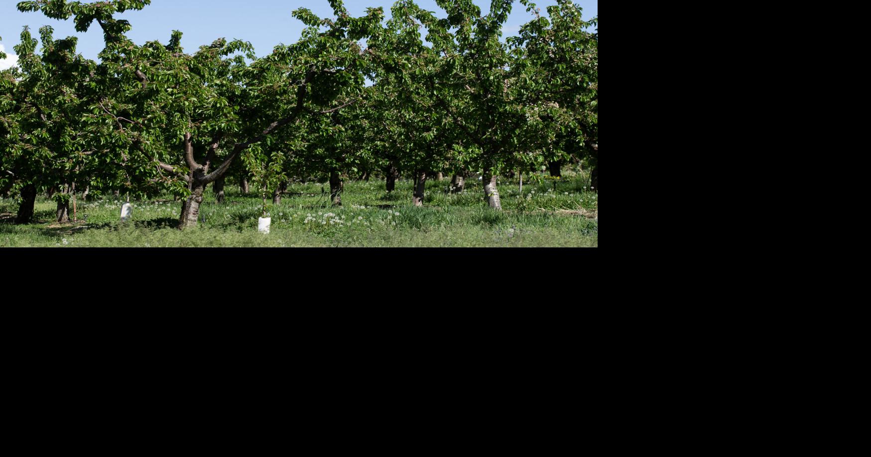 'Goldilocks' weather means late, but possibly better, cherry harvest in
