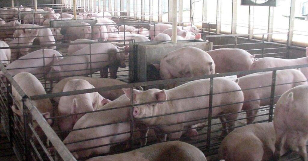 Read moreCongress considers rolling back farm animal welfare rules