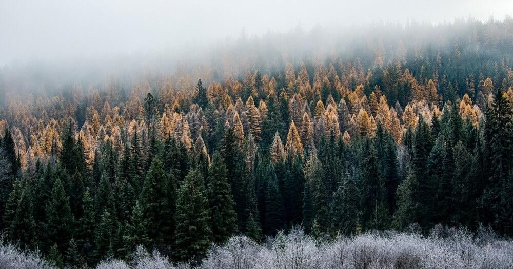 Forest Service plans to close two research labs in Washington