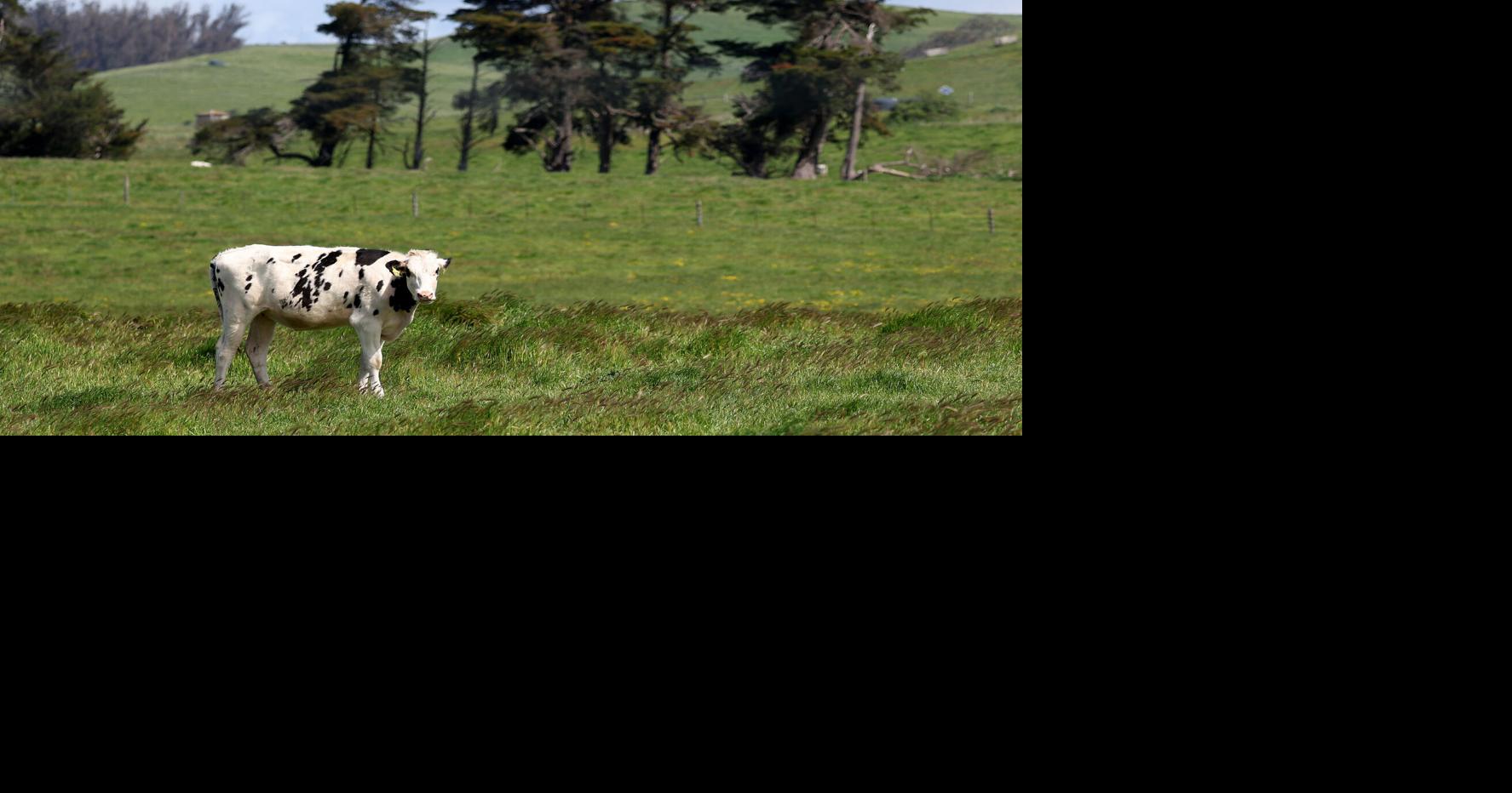 Column: Bird flu is about to crash flu season. It could get ugly ...