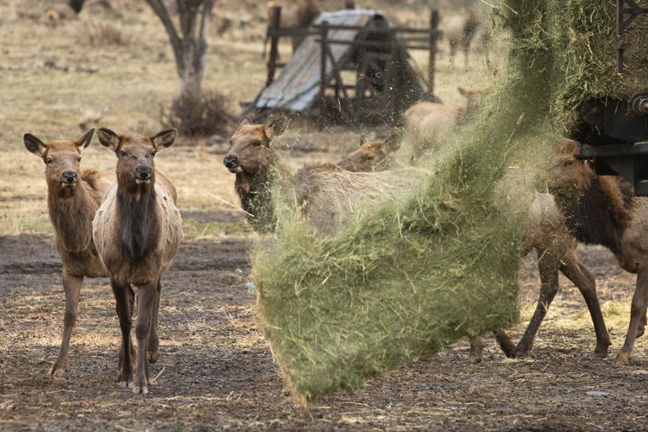 Elk viewing still open at Oak Creek Wildlife Area | Outdoors and