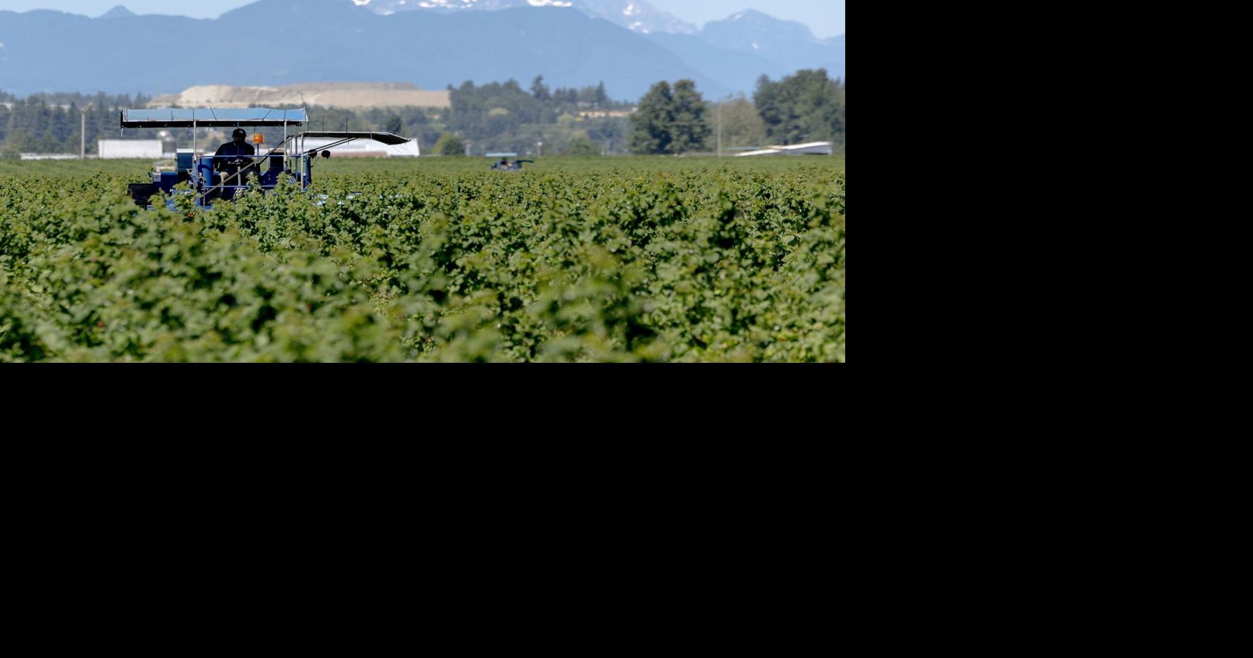 90% of frozen raspberries grown in the US come from this WA town