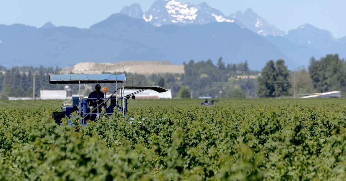 90% of frozen raspberries grown in the US come from this WA town
