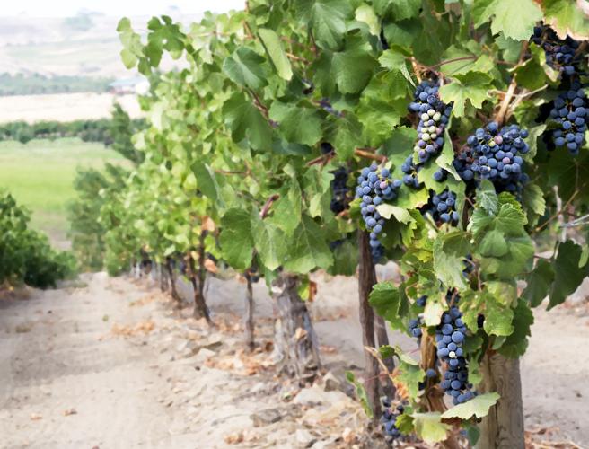 Raisin’ in the Sun: Wine Grapes & Solar Power