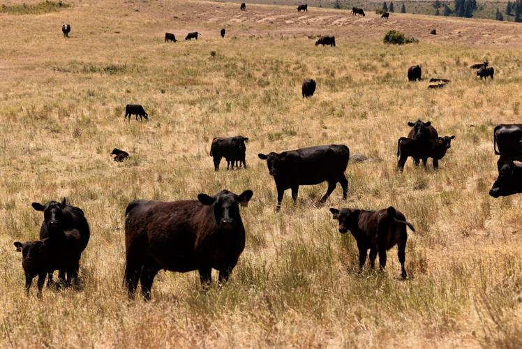 Inside the plan to build a new dam and reservoir in WA