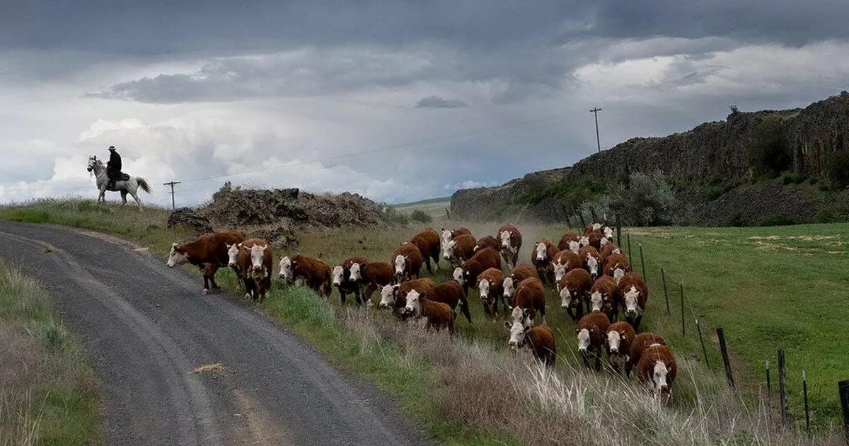Cattle