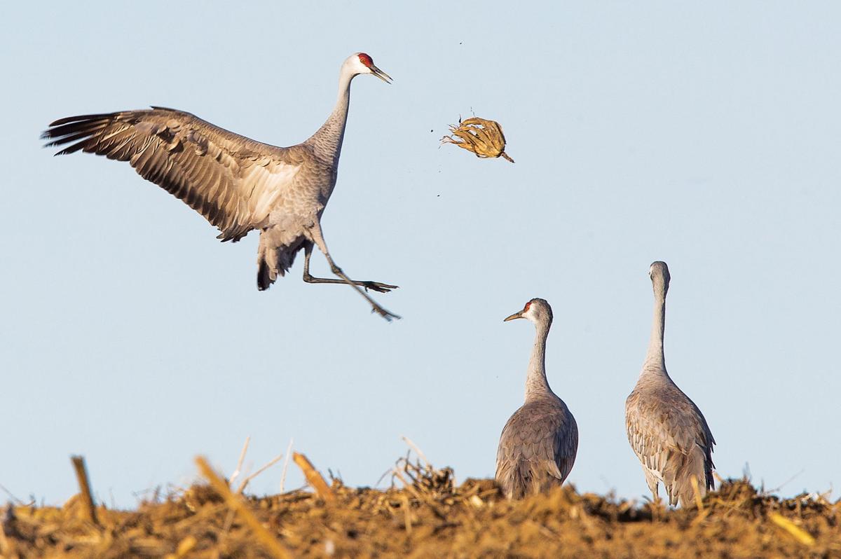 Sandhill cranes return to Othello for 20th annual festival Outdoors