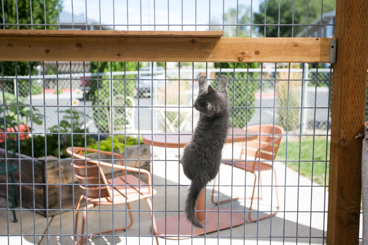 Cat Cafe Grand Opening Set For Saturday In Zillah Local