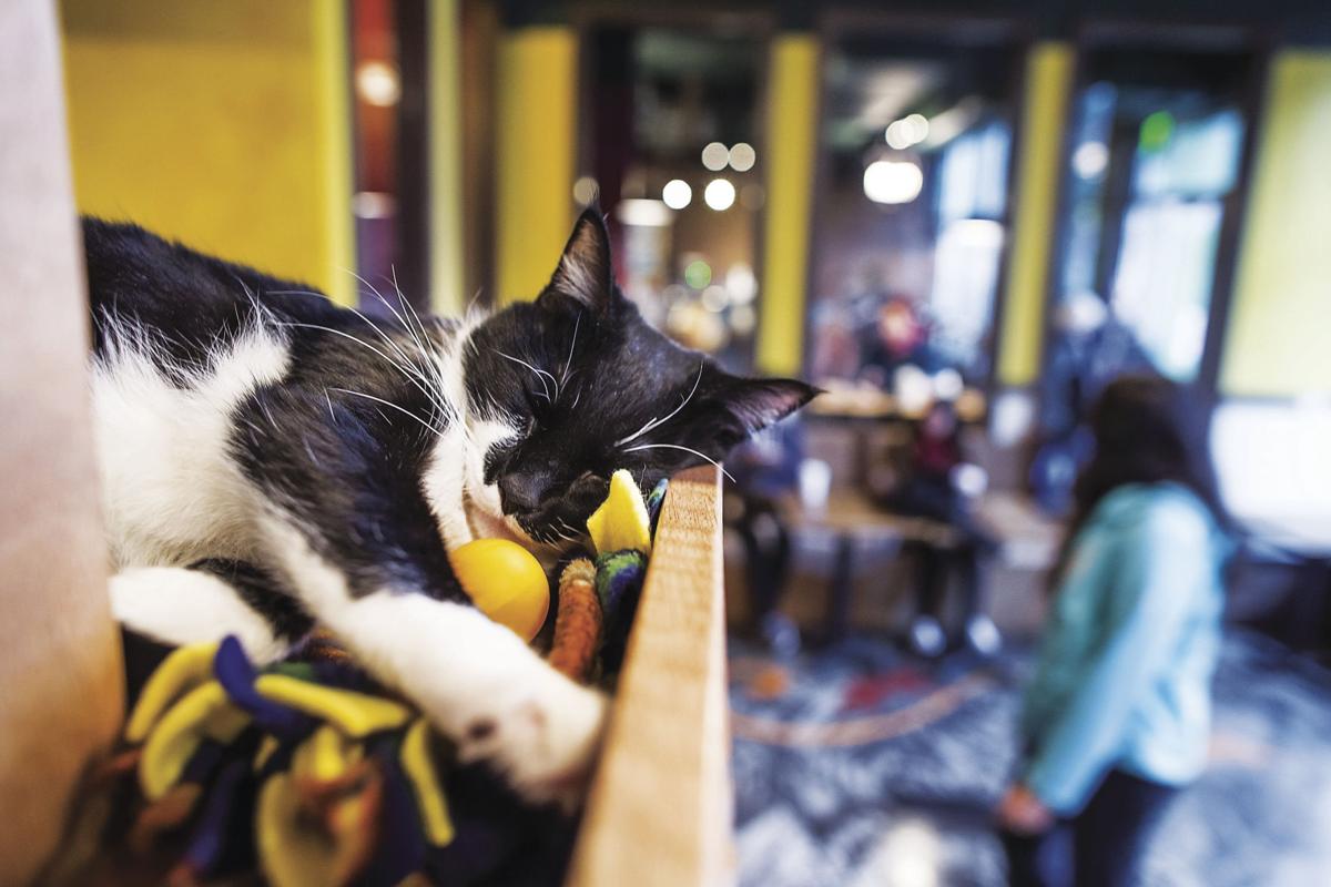 Cat Cafe Offers Food Felines And Opportunities For