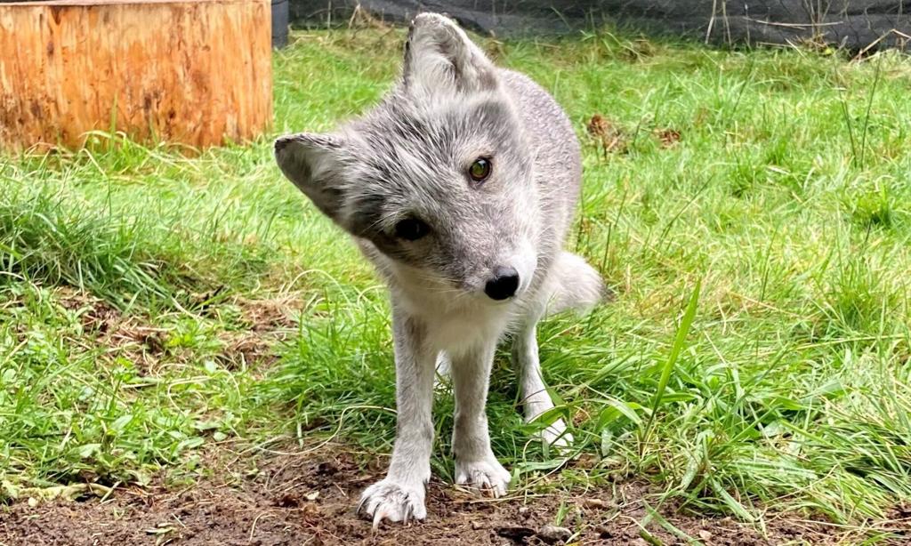 New Arctic fox at Point Defiance Zoo will melt your heart
