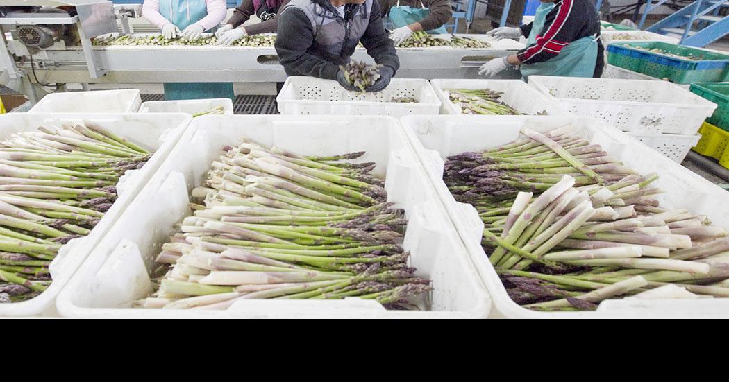 Asparagus crop It’s early and it’s strong in Yakima Valley Local