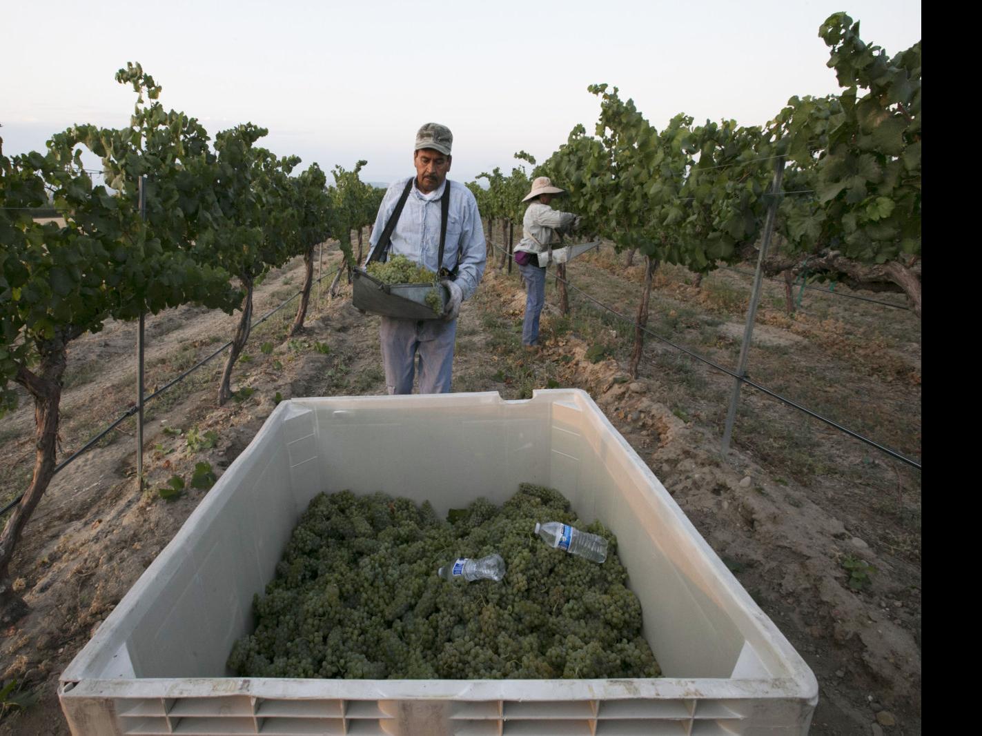 New Strategy Could Turn Less Water Into Better Wine Local Yakimaherald Com