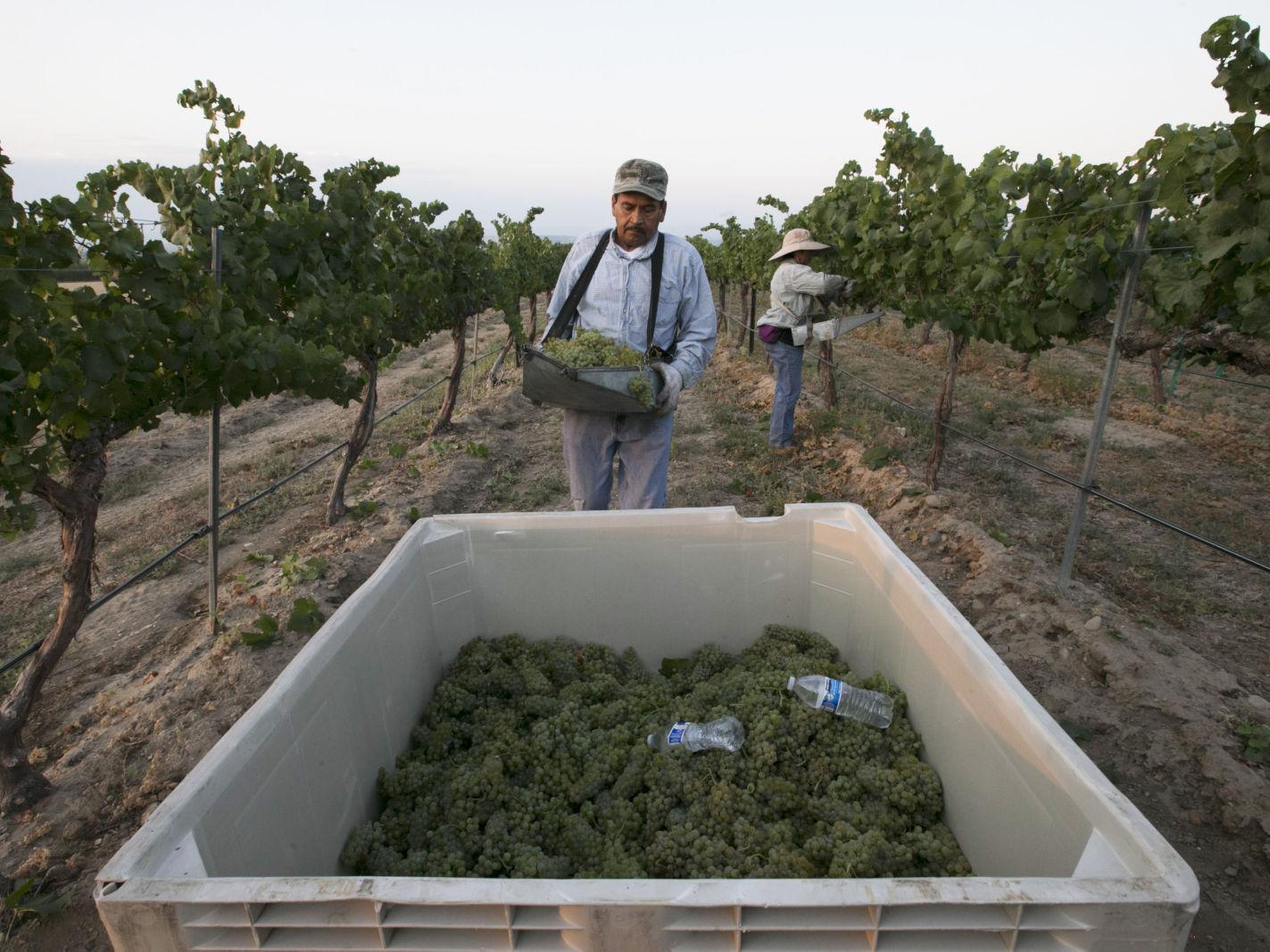 New Strategy Could Turn Less Water Into Better Wine Local Yakimaherald Com New Strategy Could Turn Less Water Into Better Wine Local Yakimaherald Com
