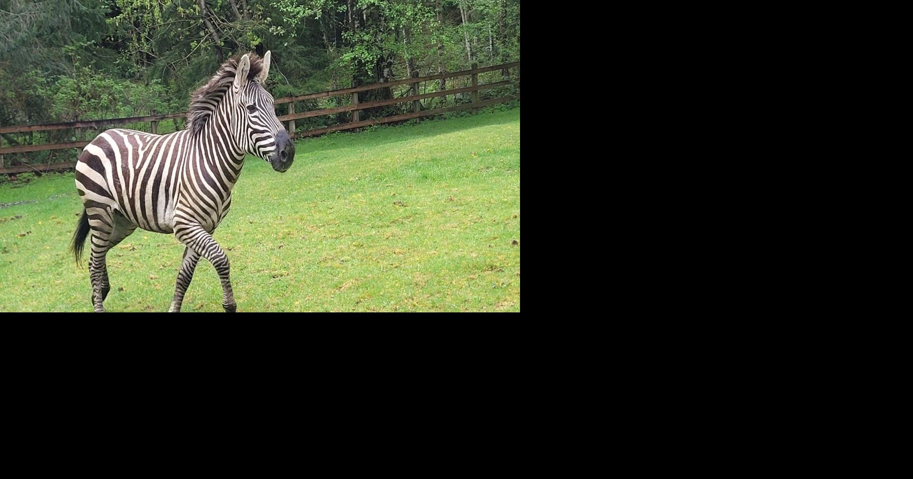 As WA zebra search continues, officials ask people to stop crowding ...