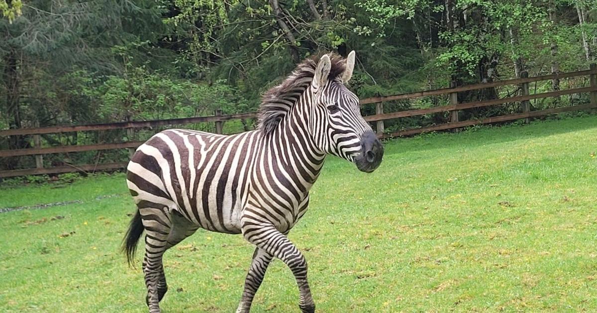 Zebra Ref As WA zebra search continues, officials ask people to stop crowding ...