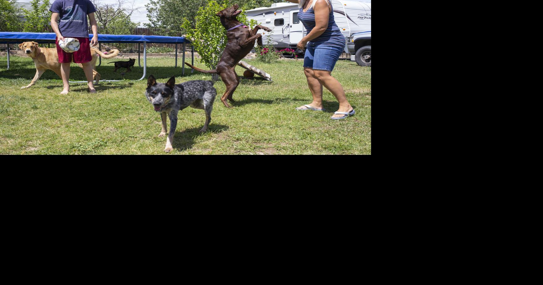 Good news Yakima family opens doors to foster dogs during the pandemic