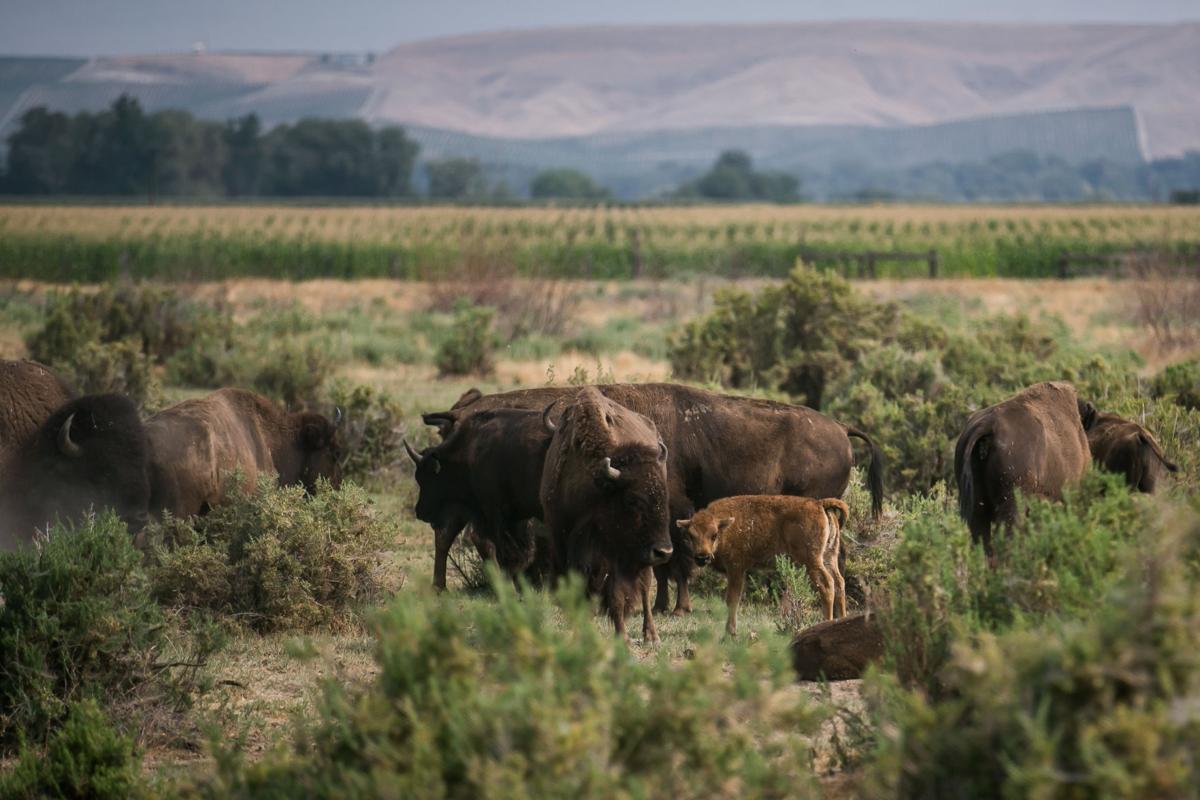 After more than 20 years, healthy herd on Yakama Reservation a point of