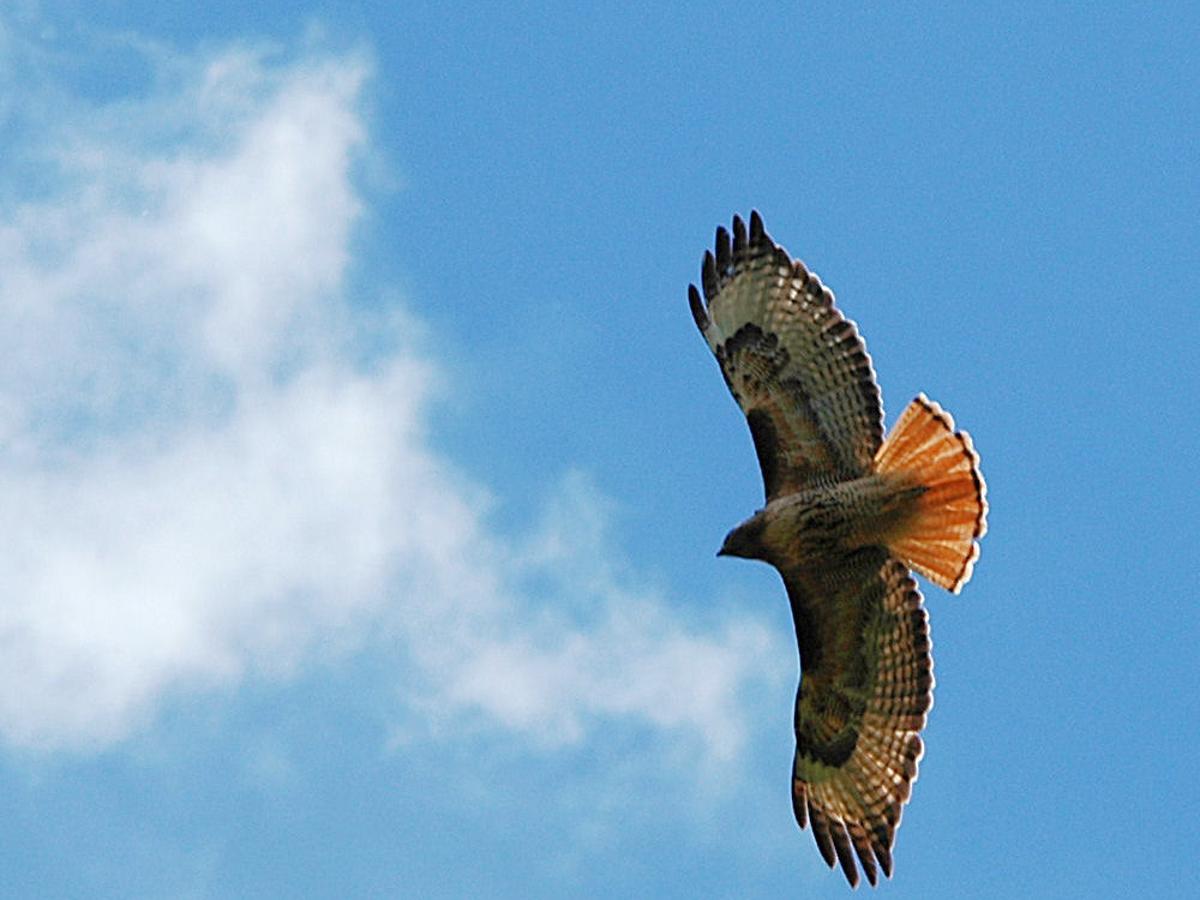 Red Tailed Hawks Closer Than You Might Think Outdoors And Recreation Yakimaherald Com Red Tailed Hawks Closer Than You Might Think Outdoors And Recreation Yakimaherald Com