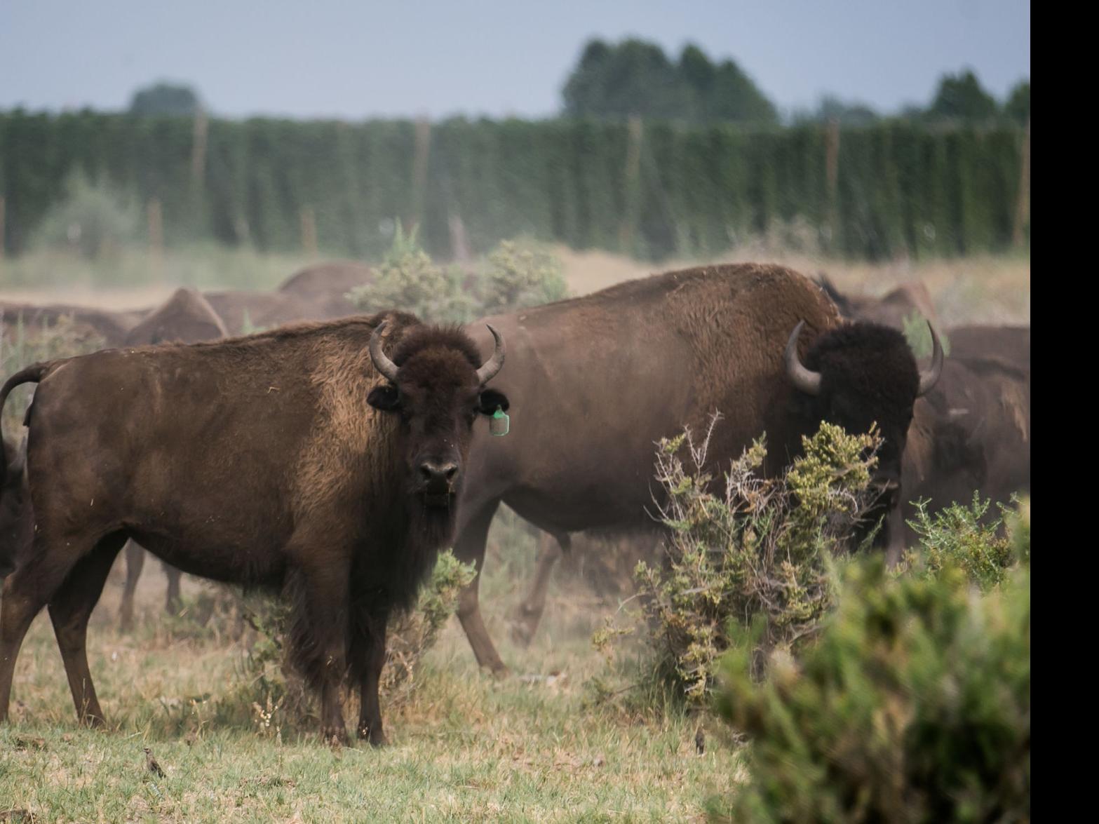 Why the Yakama Nation has a herd of buffalo – and why it's growing -  Northwest Public Broadcasting