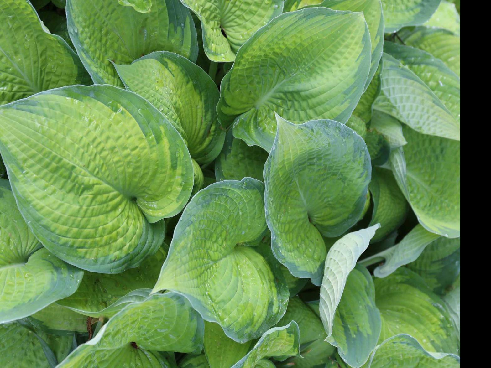 barany in the garden top 10 perennials yakimaherald com