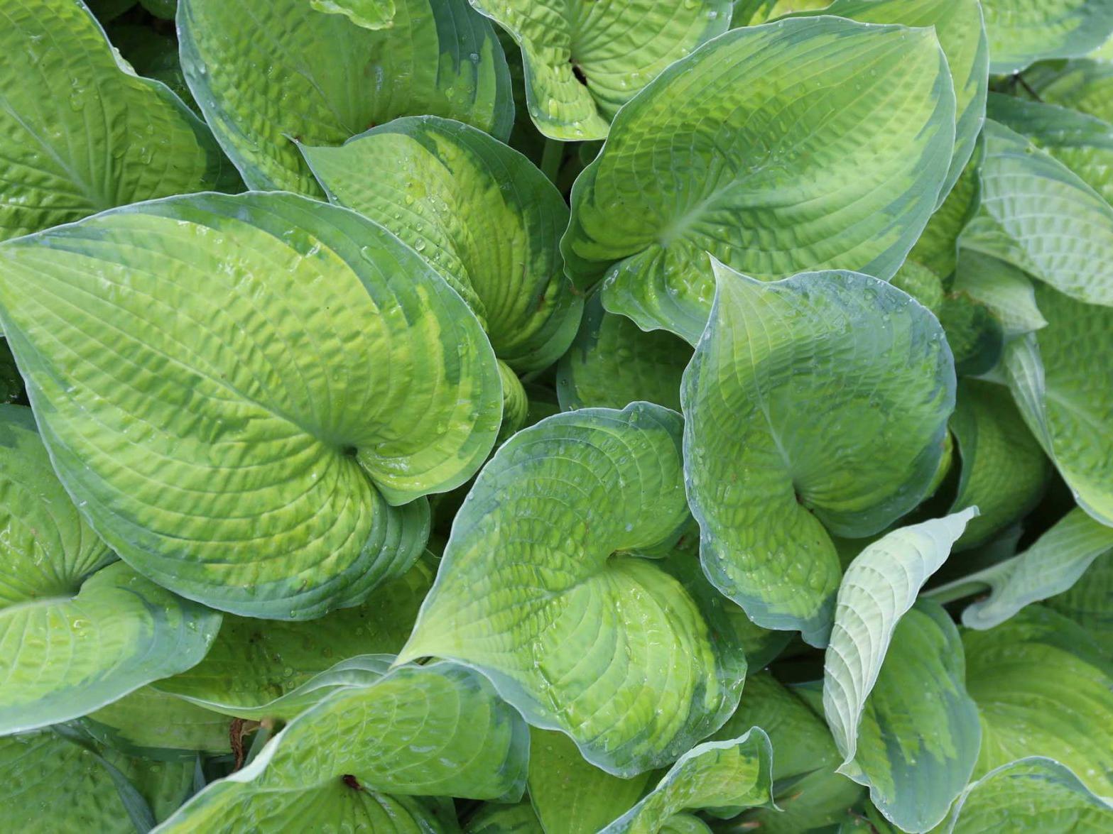 barany in the garden top 10 perennials yakimaherald com